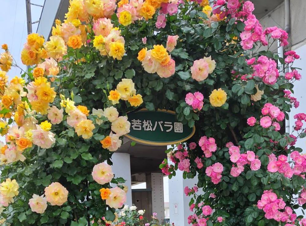 若松バラ園
