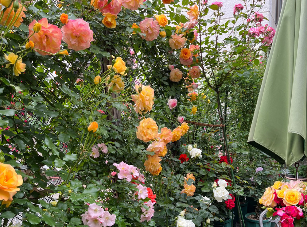 Petite Rose Garden～小さなばら園～