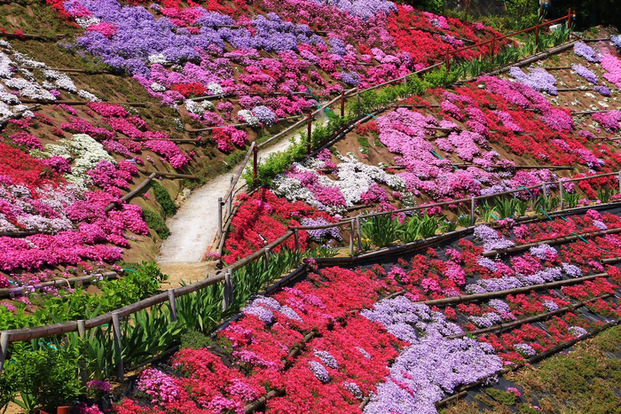ふくろうの花畑